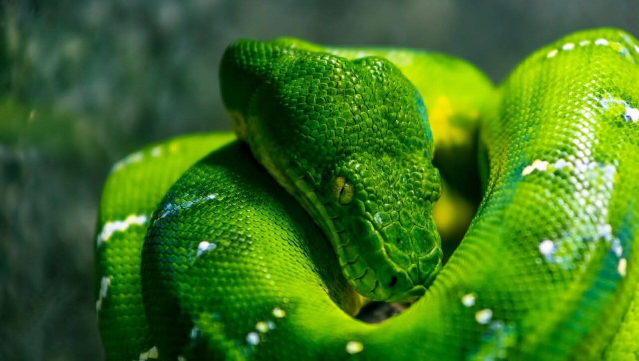 Dubai Zoos: wildlife amidst Dubai's cityscapes